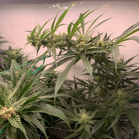 Dance World growlog timeline photo