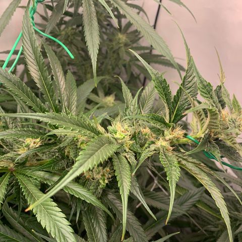 Dance World growlog timeline photo