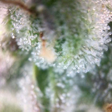 Dance World growlog timeline photo