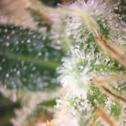 Dance World growlog timeline photo