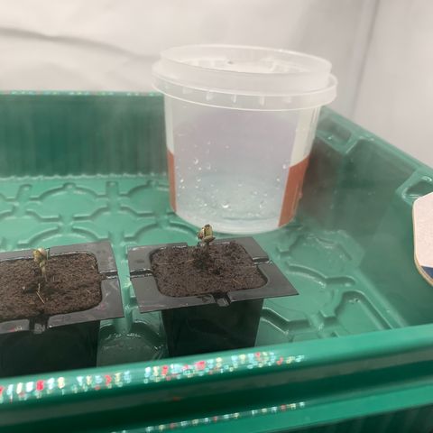 Mimosa Auto growlog timeline photo