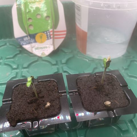 Mimosa Auto growlog timeline photo