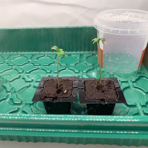 Mimosa Auto growlog timeline photo