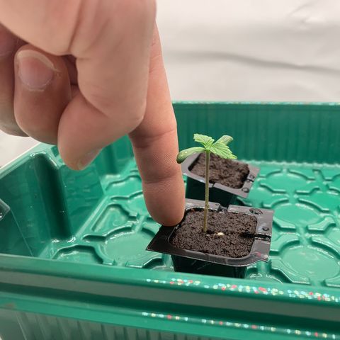 Mimosa Auto growlog timeline photo