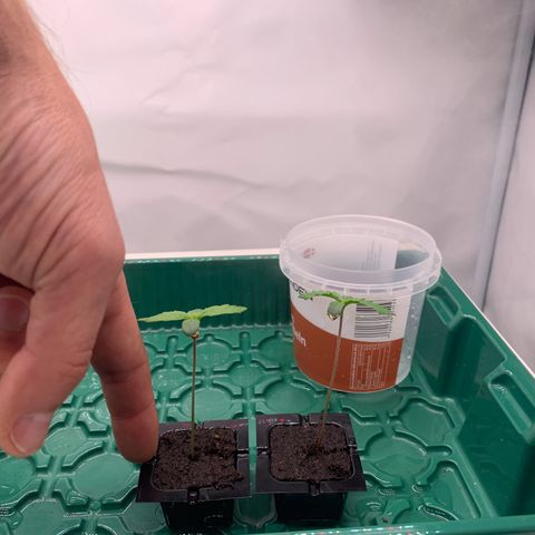 Mimosa Auto growlog timeline photo