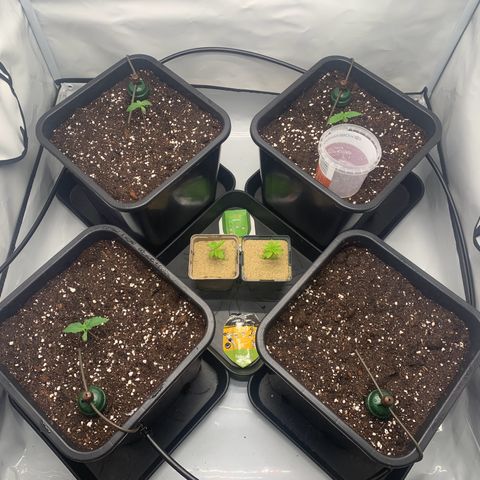 Mimosa Auto growlog photo: (hinten)