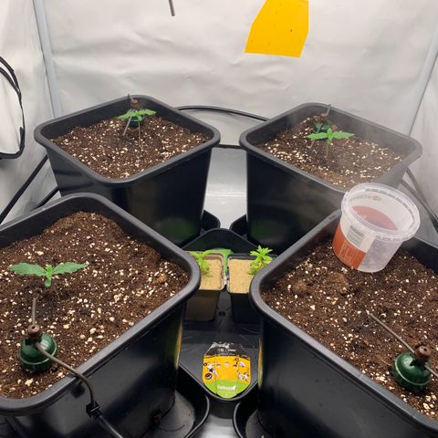 Mimosa Auto growlog timeline photo