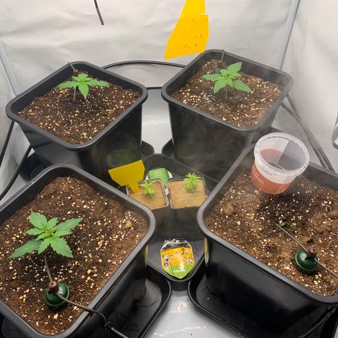 Mimosa Auto growlog photo: Hinten