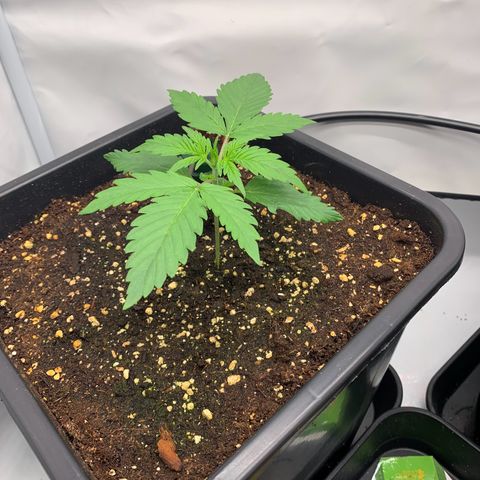 Mimosa Auto growlog timeline photo