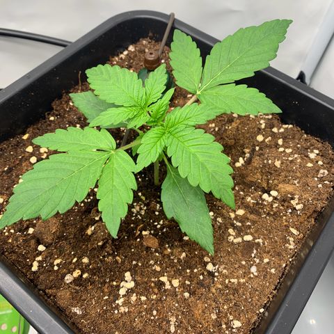Mimosa Auto growlog timeline photo