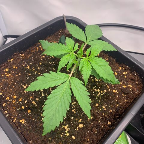 Mimosa Auto growlog timeline photo