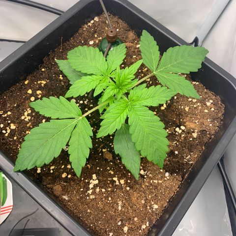 Mimosa Auto growlog timeline photo