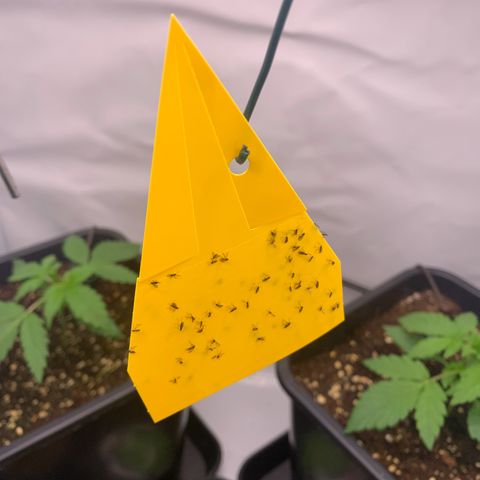 Mimosa Auto growlog photo: Immernoch trauermücken
