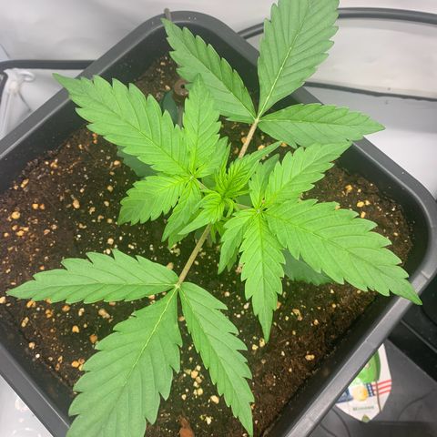 Mimosa Auto growlog timeline photo
