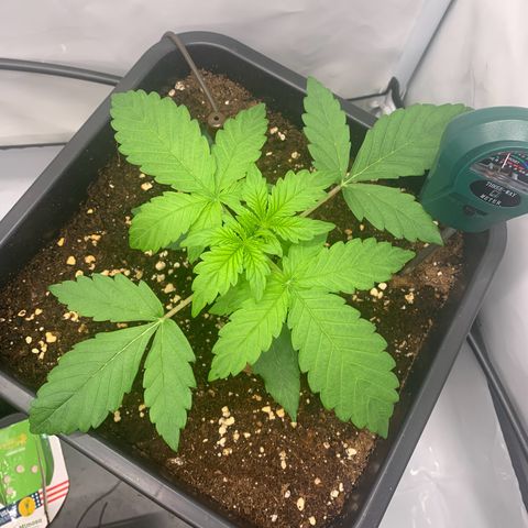 Mimosa Auto growlog timeline photo