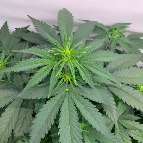 Mimosa Auto growlog timeline photo
