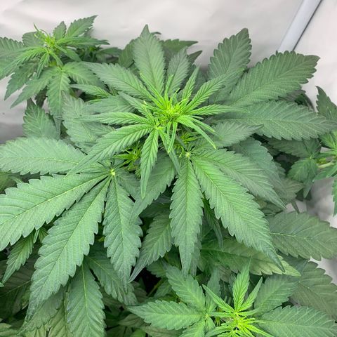 Mimosa Auto growlog timeline photo