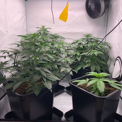 Mimosa Auto growlog timeline photo