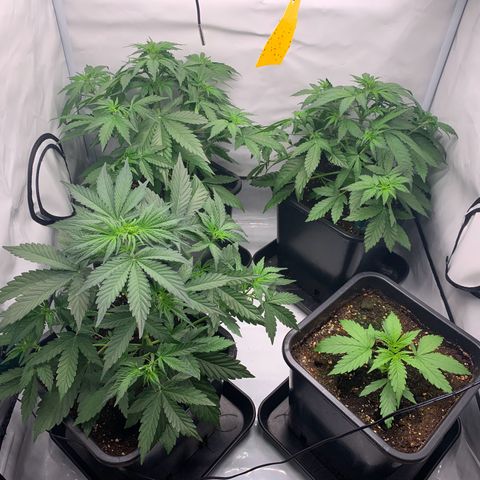 Mimosa Auto growlog timeline photo