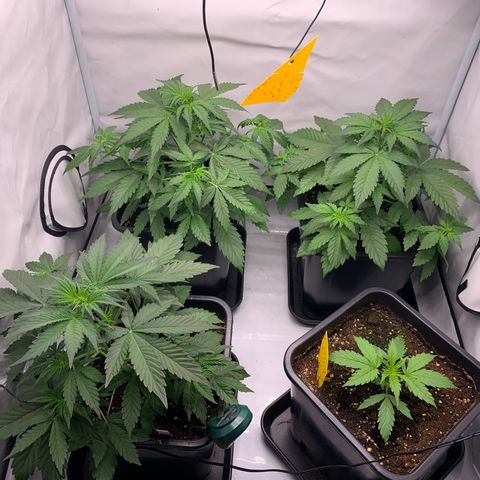 Mimosa Auto growlog timeline photo