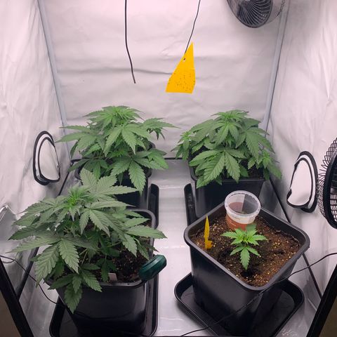 Mimosa Auto growlog timeline photo