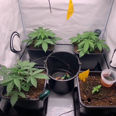 Mimosa Auto growlog timeline photo