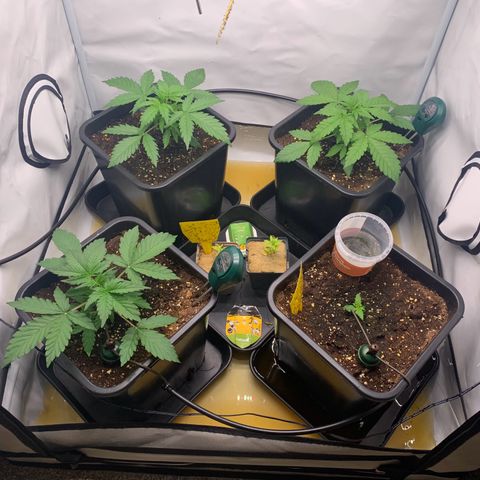 Mimosa Auto growlog photo: Überschwemmung
