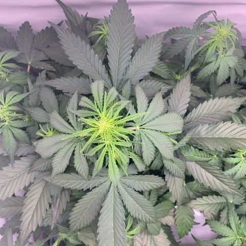 Mimosa Auto growlog timeline photo