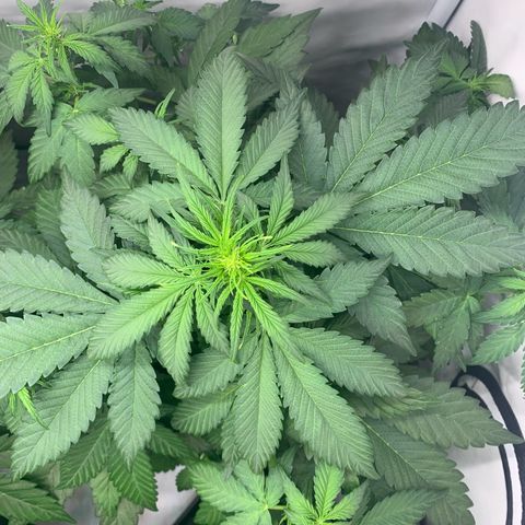Mimosa Auto growlog timeline photo