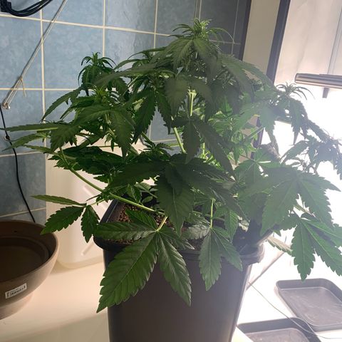 Mimosa Auto growlog timeline photo