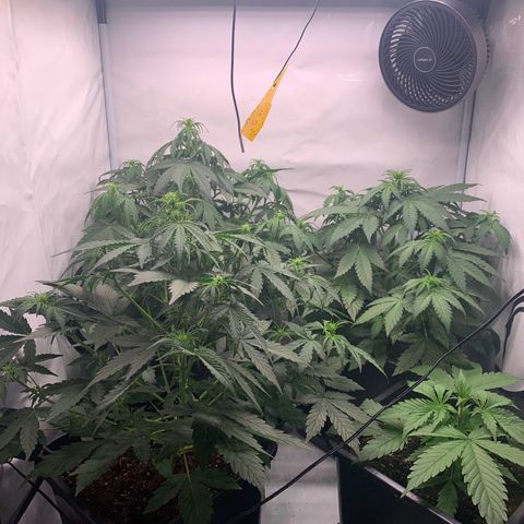 Mimosa Auto growlog timeline photo