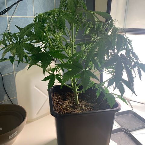 Mimosa Auto growlog timeline photo