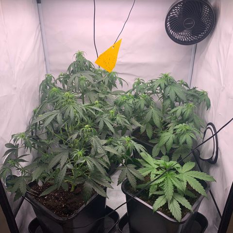 Mimosa Auto growlog timeline photo