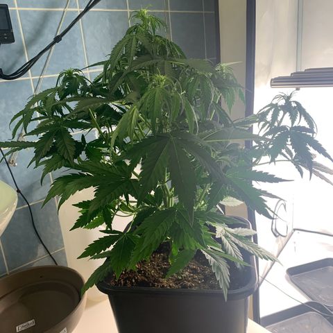Mimosa Auto growlog timeline photo