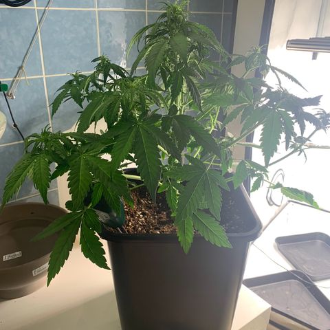 Mimosa Auto growlog timeline photo