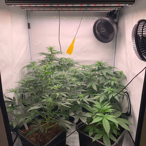 Mimosa Auto growlog timeline photo