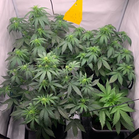 Mimosa Auto growlog timeline photo