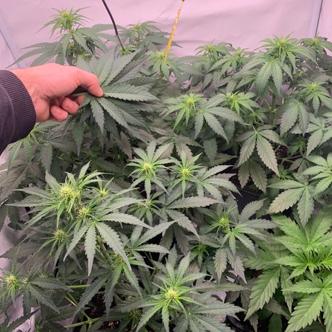 Mimosa Auto growlog timeline photo