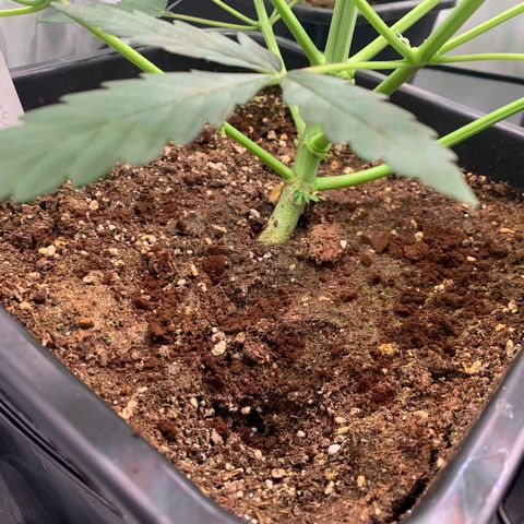 Mimosa Auto growlog timeline photo