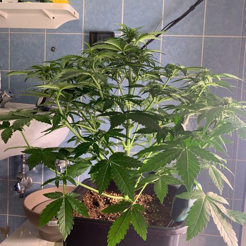 Mimosa Auto growlog timeline photo