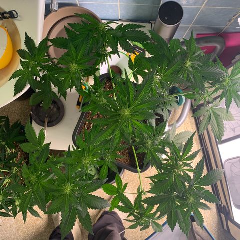 Mimosa Auto growlog timeline photo