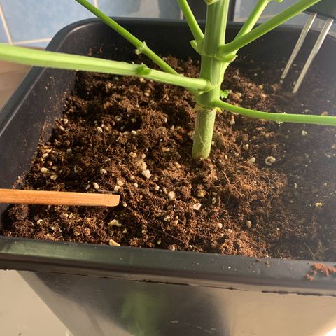 Mimosa Auto growlog timeline photo