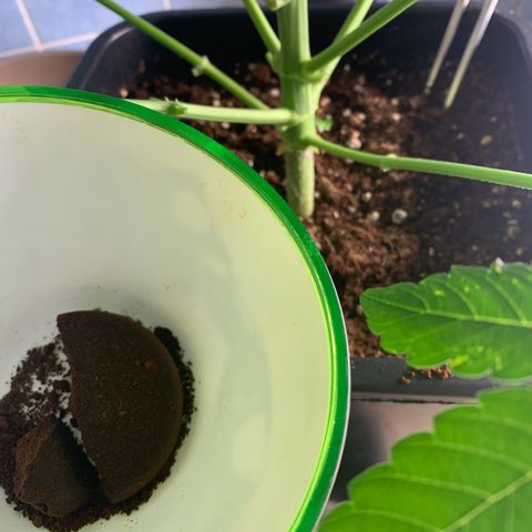 Mimosa Auto growlog timeline photo