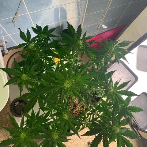 Mimosa Auto growlog timeline photo