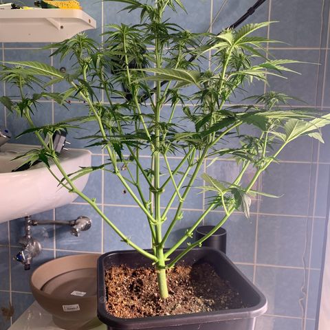 Mimosa Auto growlog timeline photo