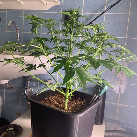 Mimosa Auto growlog timeline photo