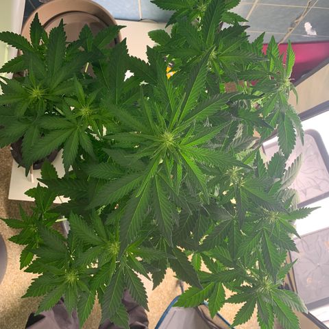 Mimosa Auto growlog timeline photo