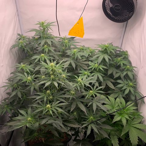 Mimosa Auto growlog timeline photo