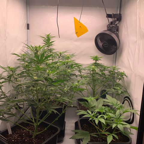 Mimosa Auto growlog timeline photo