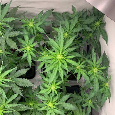 Mimosa Auto growlog timeline photo